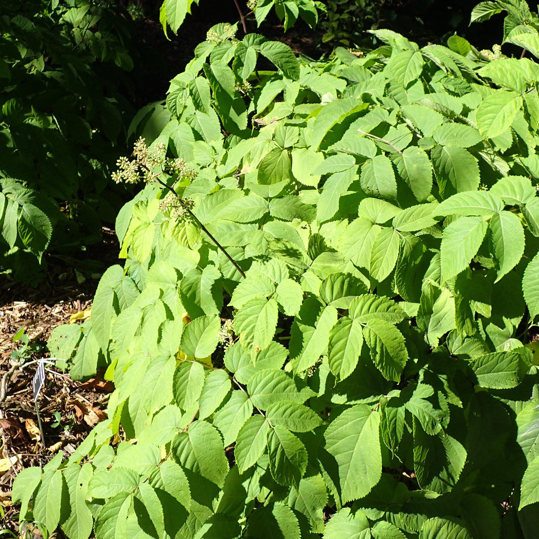 Aralia cordata 'Sun King' ~ Sun King Golden Japanese Spikenard