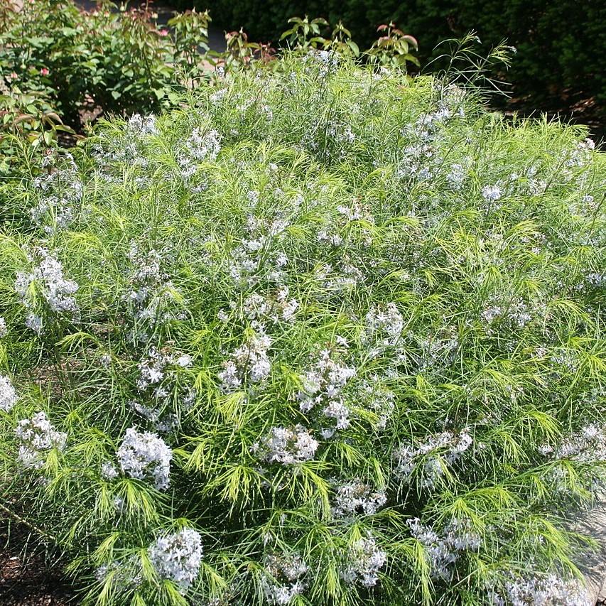 Amsonia hubrichtii ~ Threadleaf Blue Star, Arkansas Blue Star