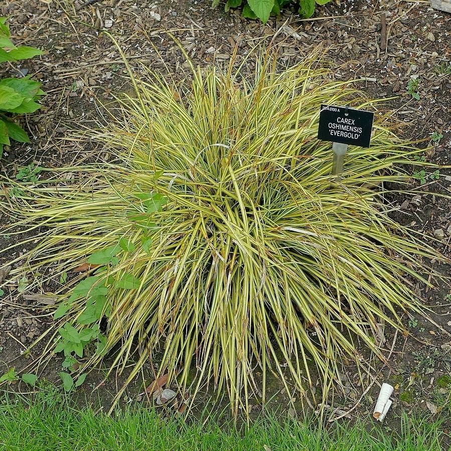 Carex oshimensis 'Evergold' ~ Evergold Variegated Sedge