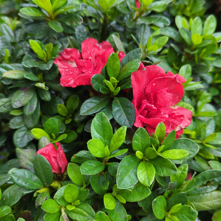 Rododendro 'Roblez' ~ Encore® Autumn Fire™ Azalea