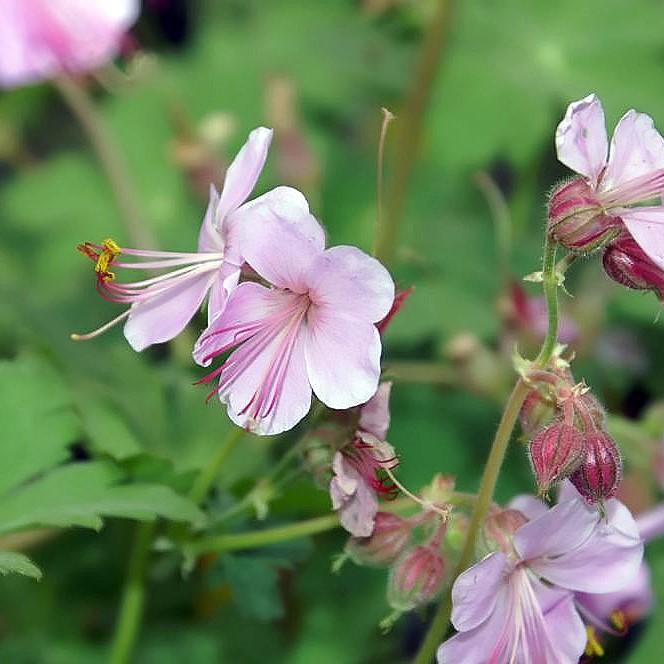 Geranium macrorrhizum 'Ingwersen's Variety' ~ Ingwersen's Variety Bigroot Cranesbill