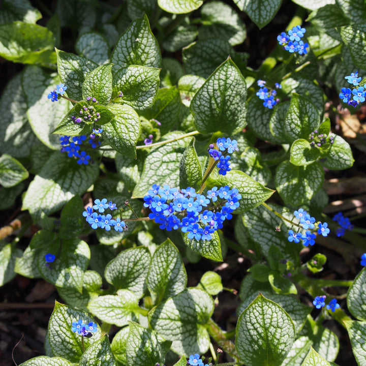 Brunnera macrophylla 'Sea Heart' ~ Sea Heart Siberian Bugloss