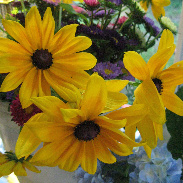 Rudbeckia hirta 'Indian Summer' ~ Indian Summer Black-Eyed Susan