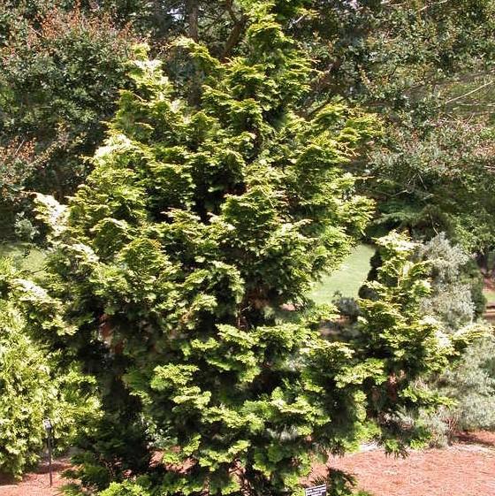 Chamaecyparis obtusa 'Confucius Gold' ~ Confucius Gold Hinoki Cypress