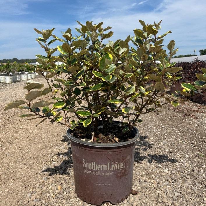 Elaeagnus x ebbingei ‘Viveleg’ ~ Olive Martini™ Elaeagnus, Oleaster