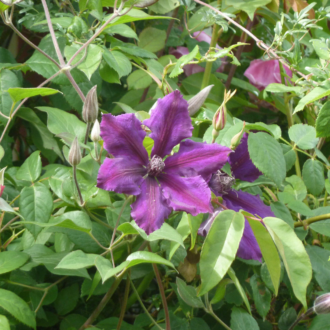 Clematis viticella 'Polish Spirit' ~ Polish Spirit Clematis