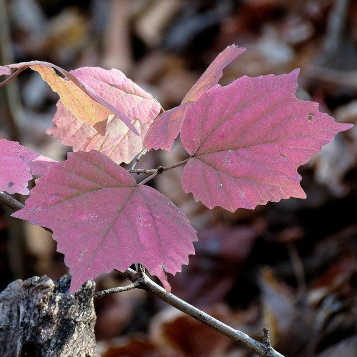 Viburnum acerifolium ~ Viburnum de hoja de arce