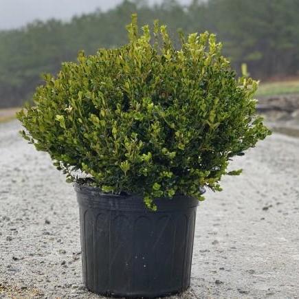 Buxus microphylla 'Wintergreen' ~ Boj gaulteria