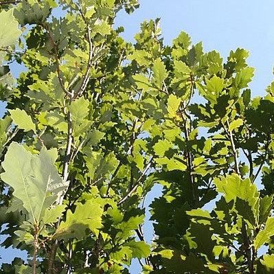 Quercus robur x bicolor ‘Long’ ~ Regal Prince® Oak