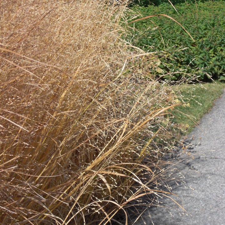 Panicum virgatum 'Heavy Metal' ~ Heavy Metal Switch Grass