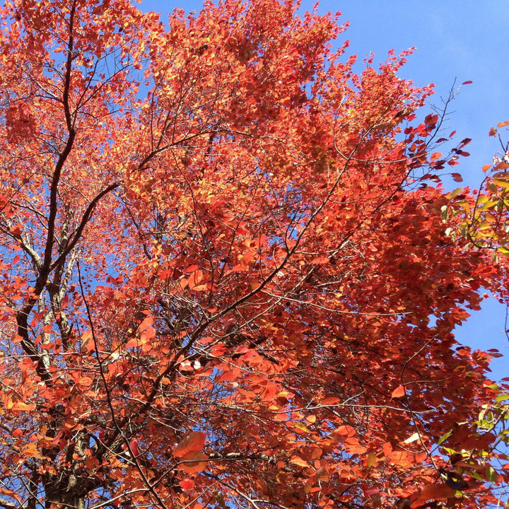 Nyssa sylvatica ~ Black Gum Tree