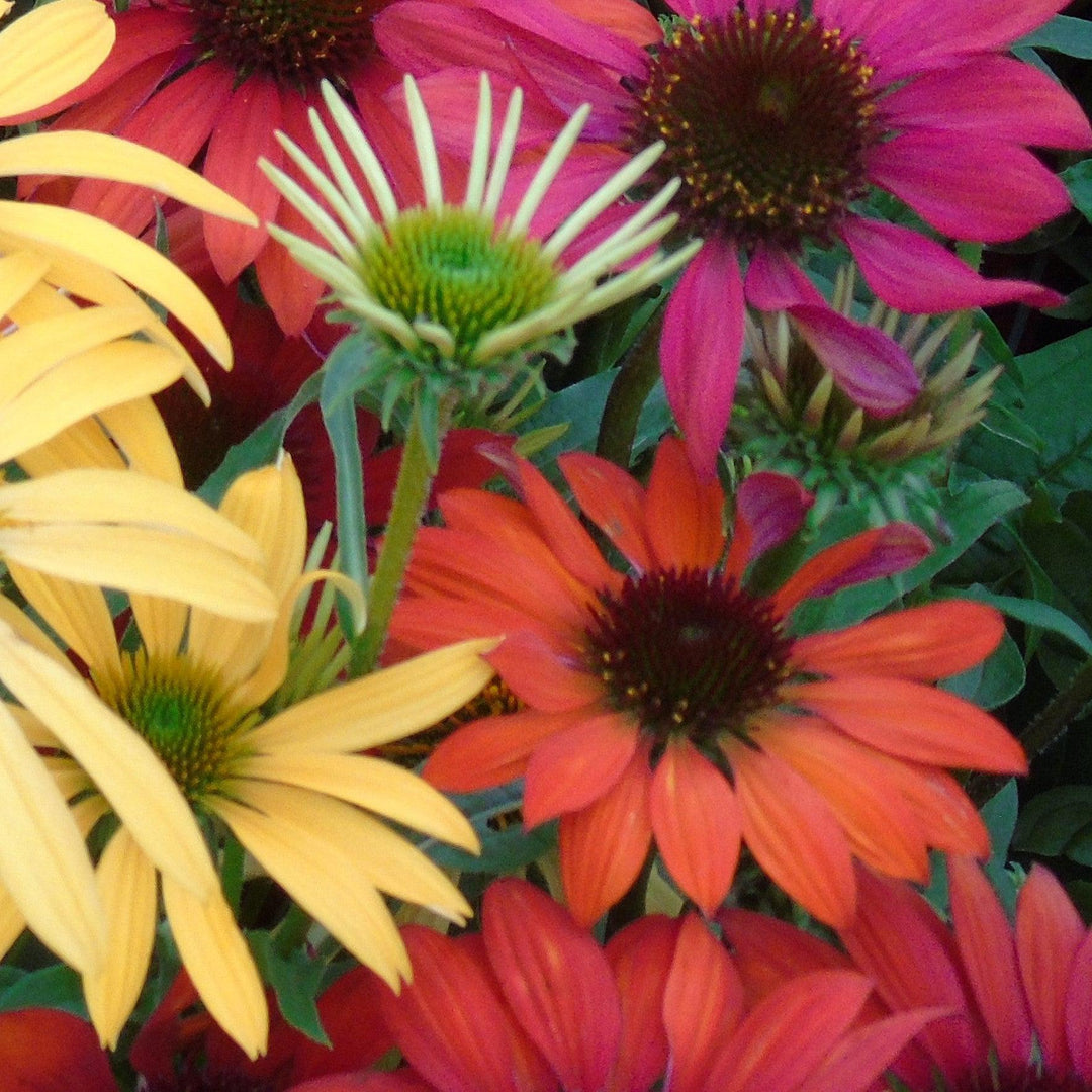 Echinacea 'Balsomcor' ~ Sombrero Poco™ Hot Coral Coneflower