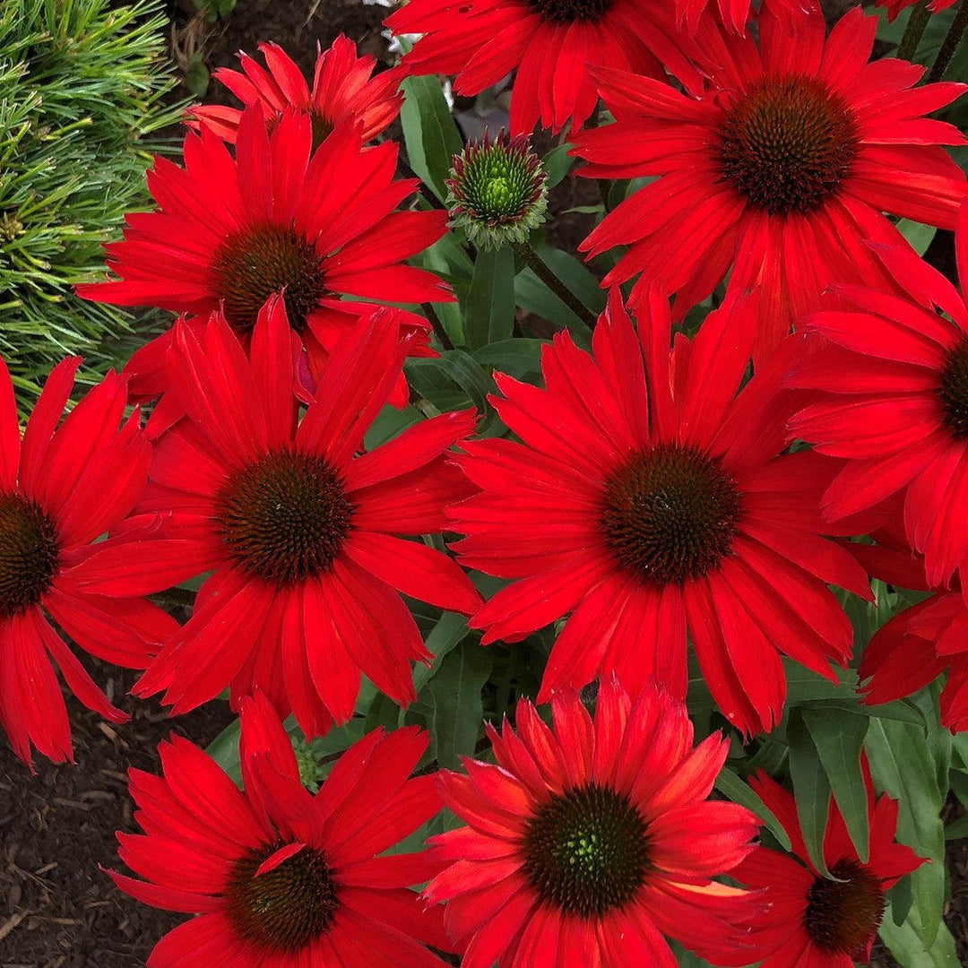 Echinacea 'TNECHKRD' PP #29,743 ~ Kismet® Red Coneflower