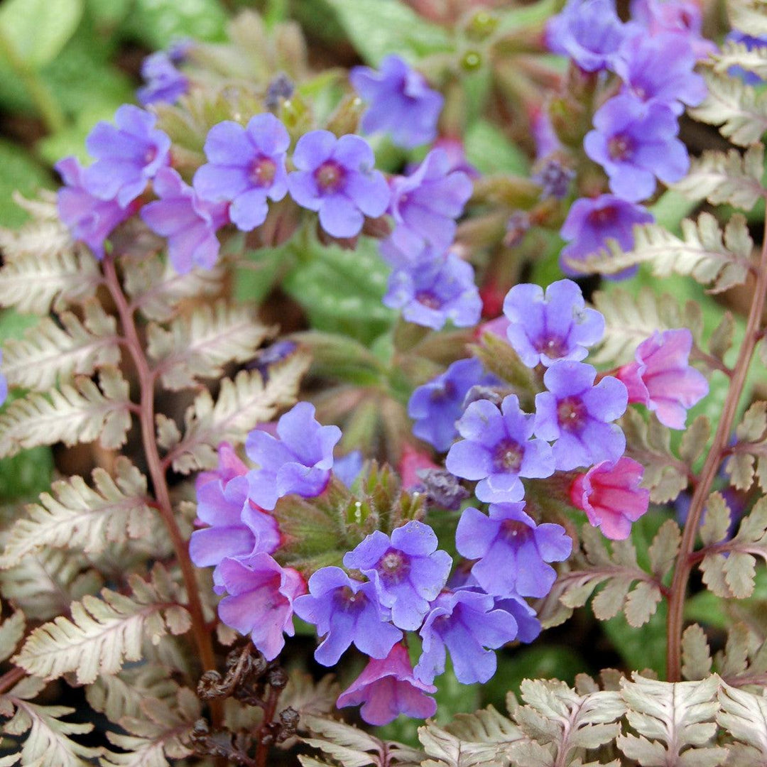 Pulmonaria 'Trevi Fountain' ~ Trevi Fountain Lungwort