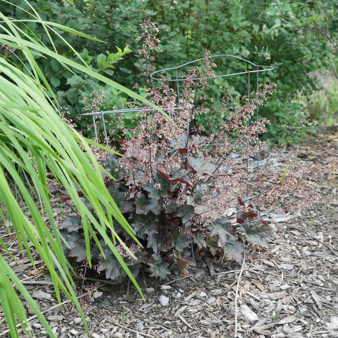 Heuchera 'Blackout' ~ Blackout Coral Bells