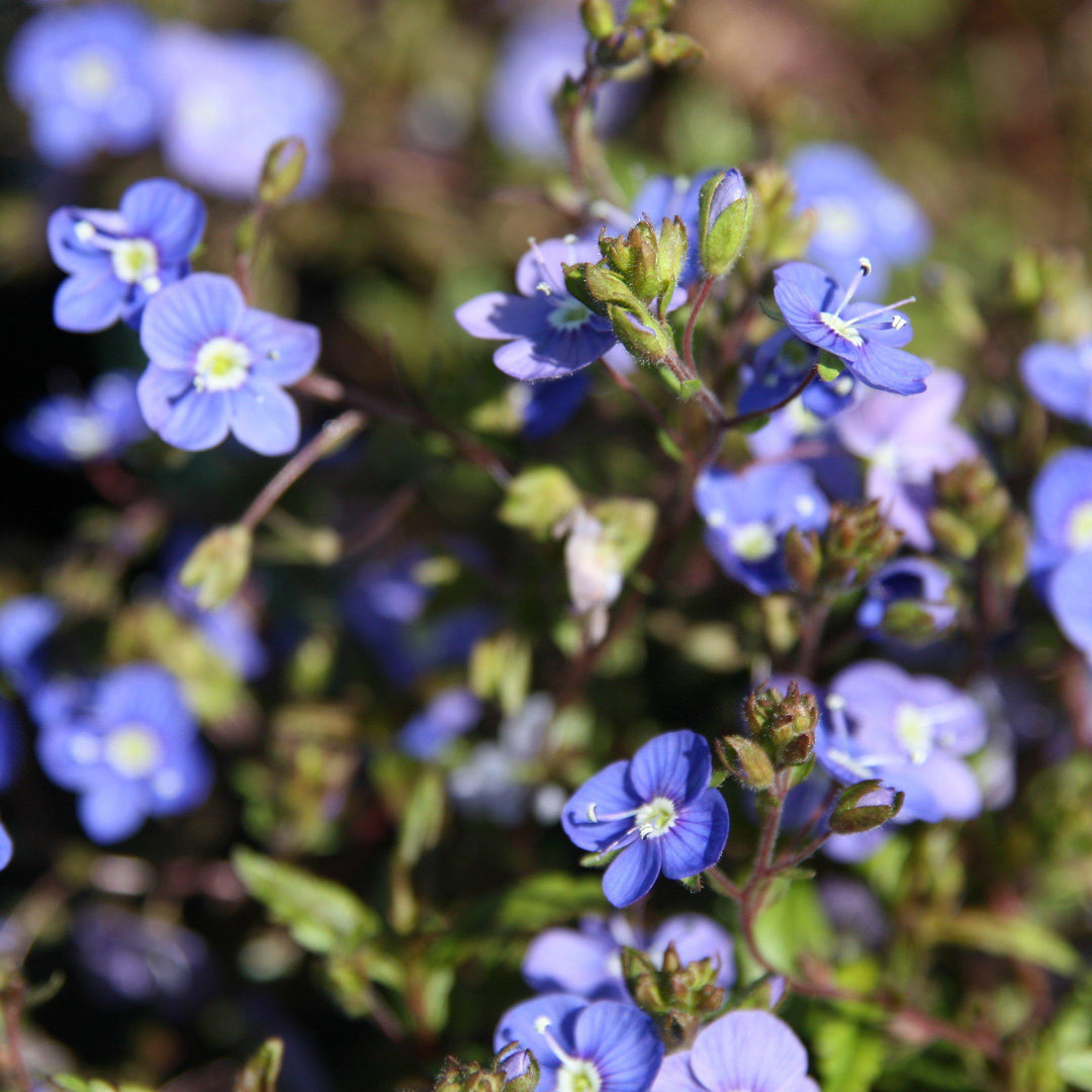 Veronica peduncularis 'Georgia Blue' ~ Georgia Blue Speedwell