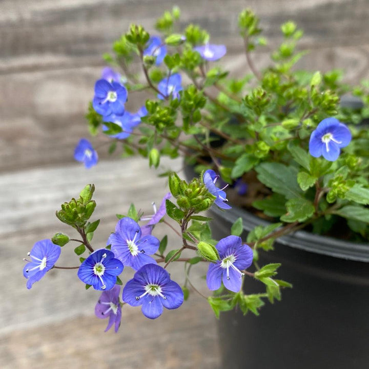 Veronica peduncularis 'Georgia Blue' ~ Georgia Blue Speedwell