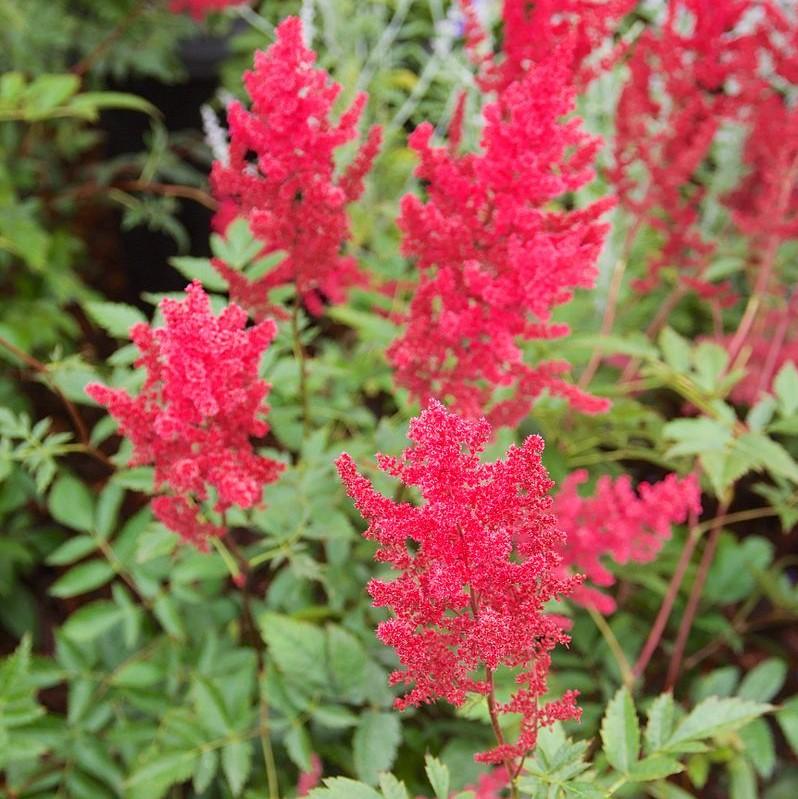 Astilbe x arendsii 'Fanal' ~ Fanal Astilbe