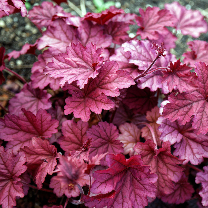 Heuchera villosa 'Berry Smoothie' ~ Berry Smoothie