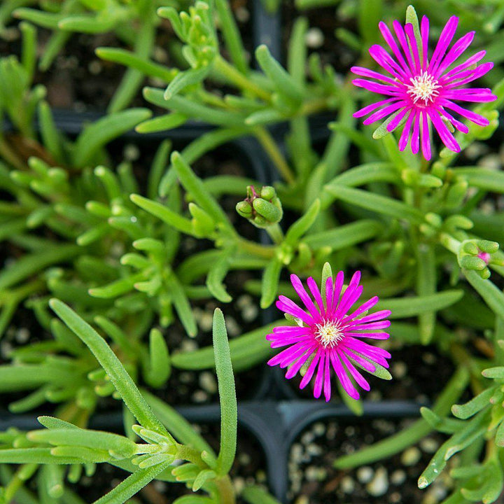 Delosperma cooperi ~ Hardy Ice Plant