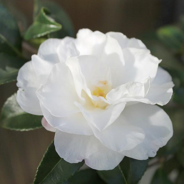 Camellia japonica 'Victoria Blanca' ~ Victoria Camelia Blanca