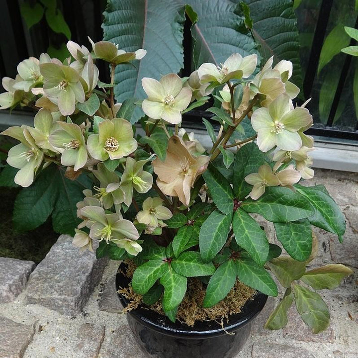 Helleborus x hybridus 'EPBRD01' ~ FrostKiss™ Molly's White Lenten Rose