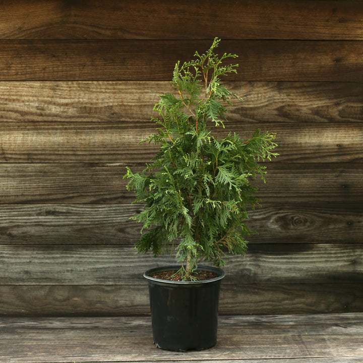 Thuja standishii x plicata 'Gigante Verde' ~ Arborvitae Gigante Verde