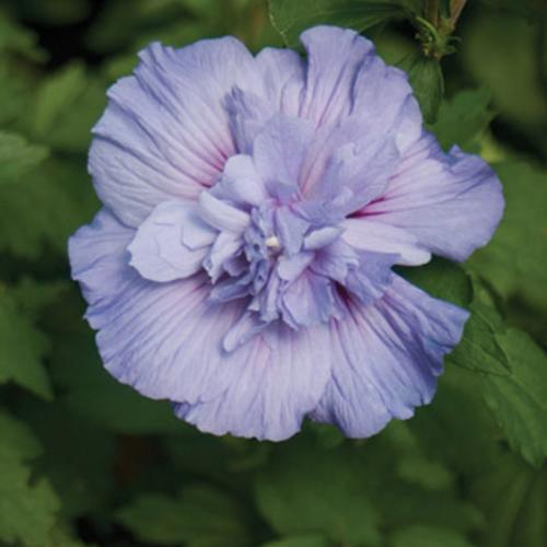 Hibiscus syriacus 'Notwood three' ~ Hibisco azul Chiffon®