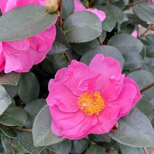Camellia x 'FARROWCJH' PP36,117 ~ Just Chill™ Double Mauve Camellia