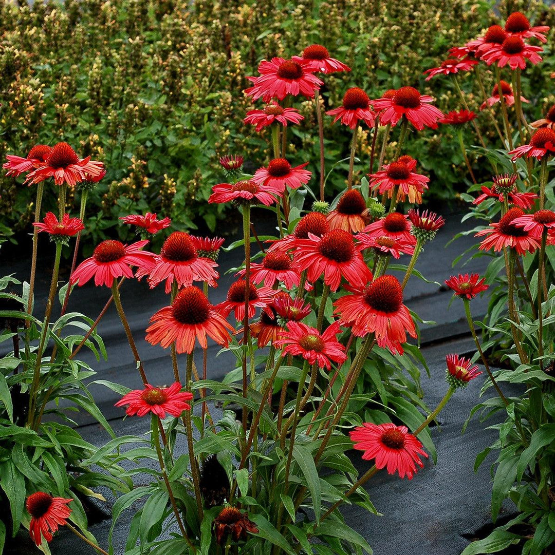 Echinacea 'TNECHKRD' PP #29,743 ~ Kismet® Red Coneflower