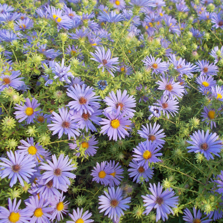 Aster oblongifolium 'October Skies' ~ October Skies Aromatic Aster