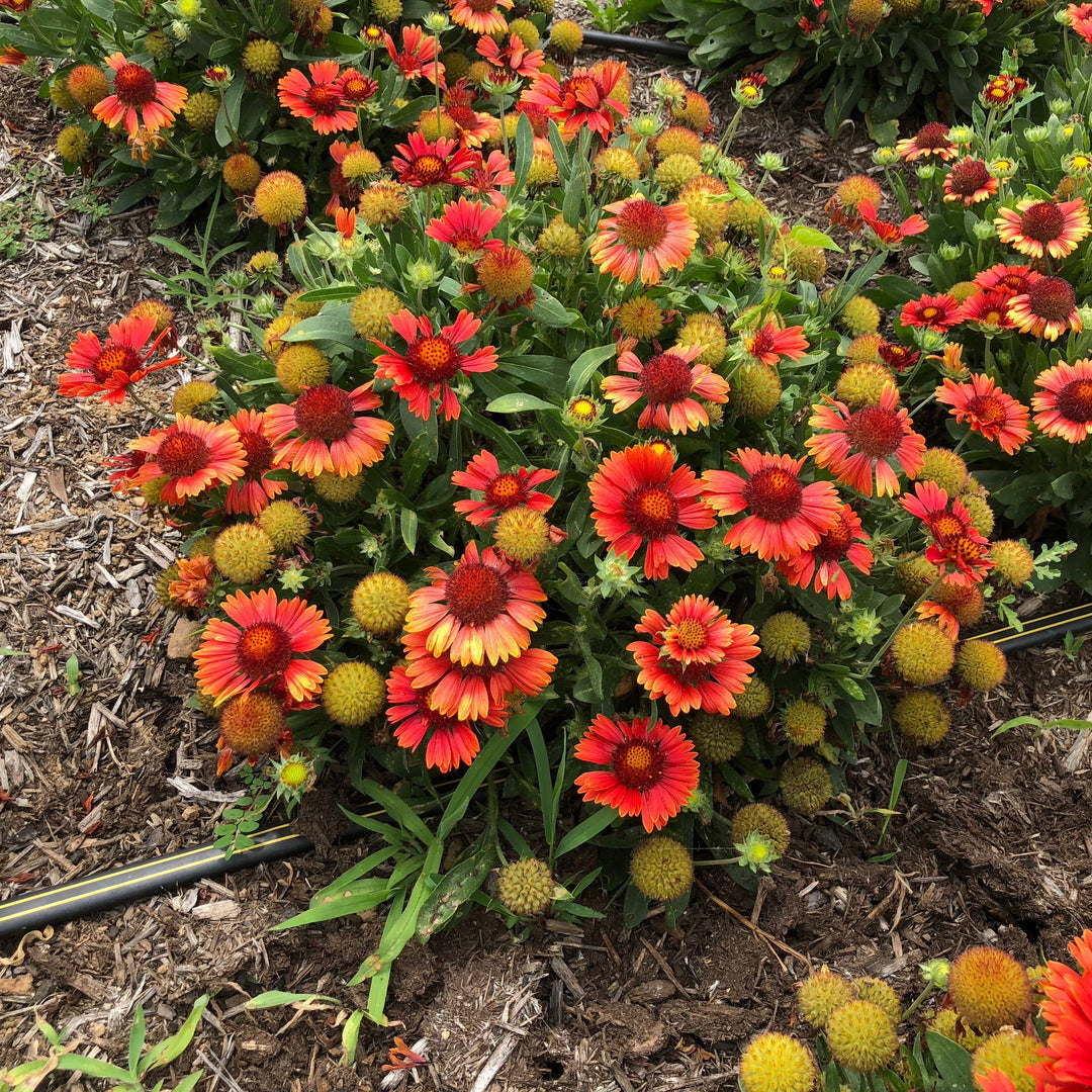 Gaillardia aristata 'Spintop Yellow Touch' ~ Spintop™ Yellow Touch Blanket Flower