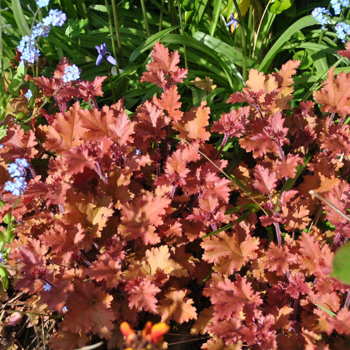 Heuchera 'Caramel' PP16,560 ~ Caramel Coral Bells, Heuchera