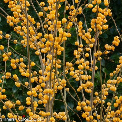 Ilex verticillata 'Roberta Case' ~ Berry Heavy® Gold Winterberry