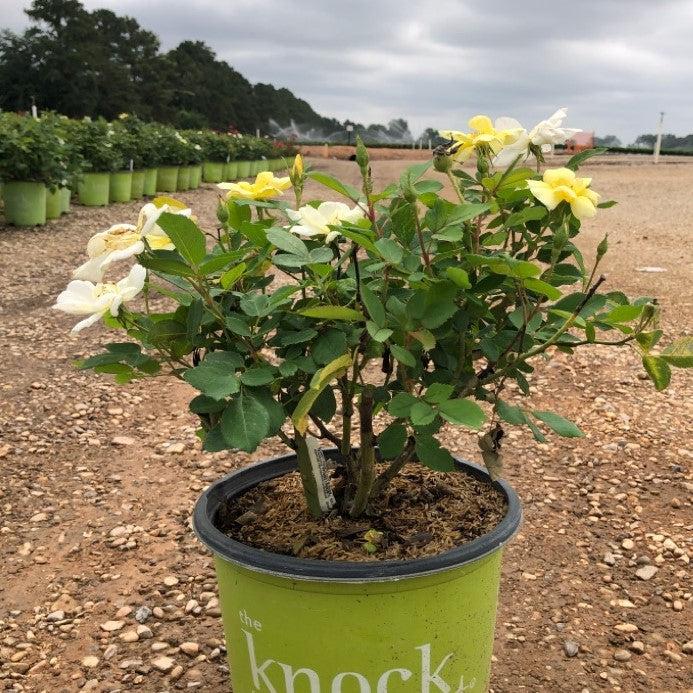 Rosa 'Radsunny' PP 18,562 ~ Rosa Sunny Knock Out®