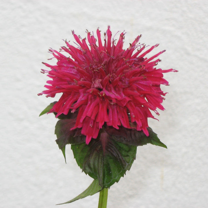 Monarda 'Fireball' ~ Fireball Bee Balm