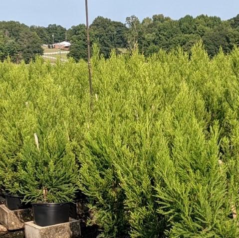 Cryptomeria japonica 'Radicans' ~ Radicans Japanese Cedar