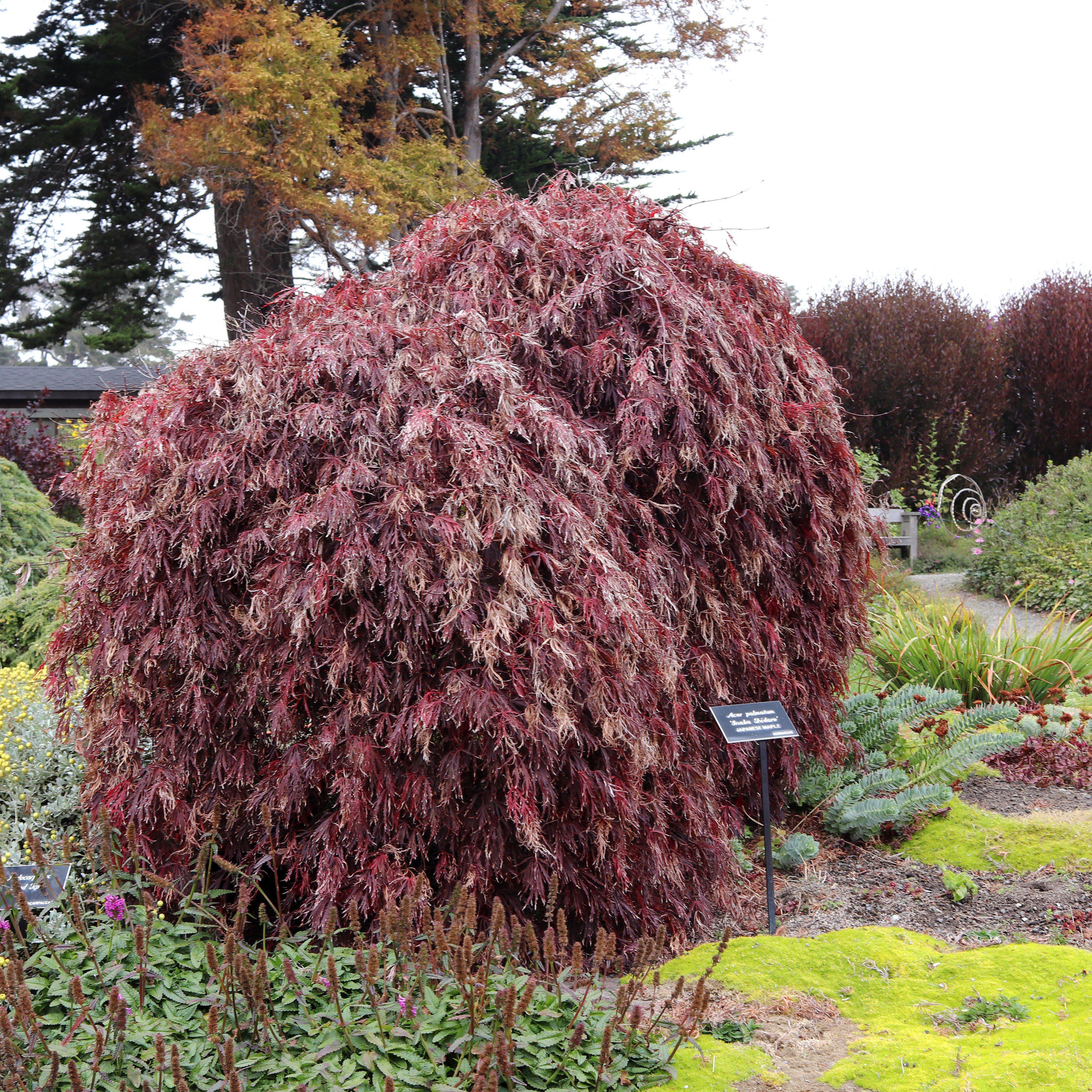 Acer palmatum var. dissectum 'Inaba-shidare' ~ Inaba-shidare