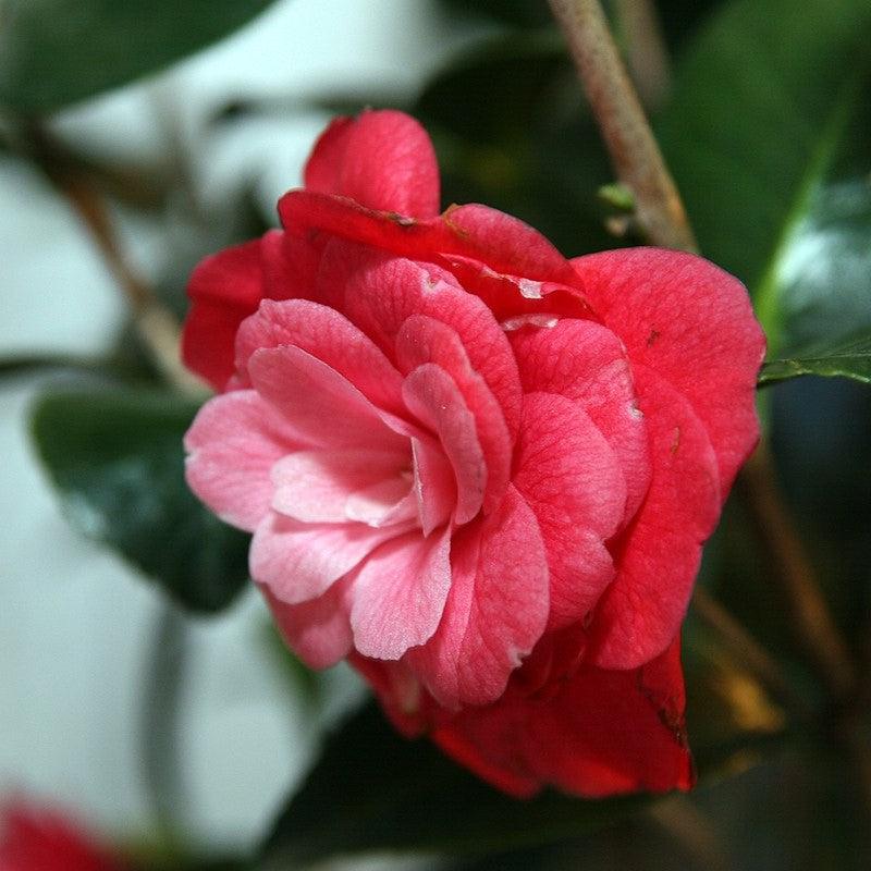 Camellia japonica 'April Kiss' ~ April Kiss Camellia