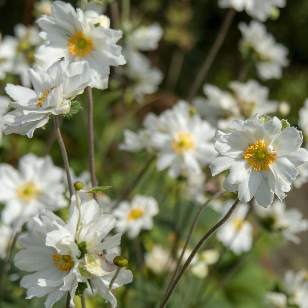 Anemone x hybrida 'Whirlwind' ~ Whirlwind Anemone