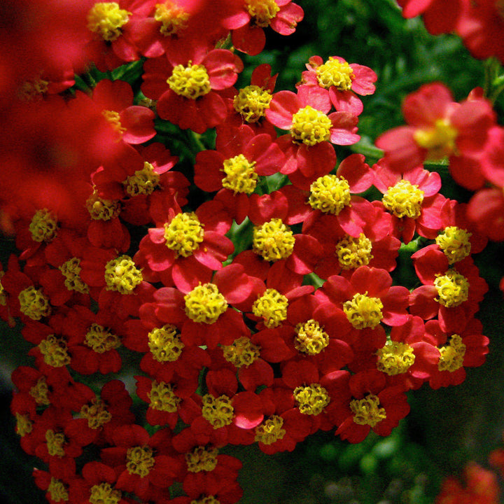 Achillea millefolium 'Strawberry Seduction' ~ Strawberry Seduction Yarrow