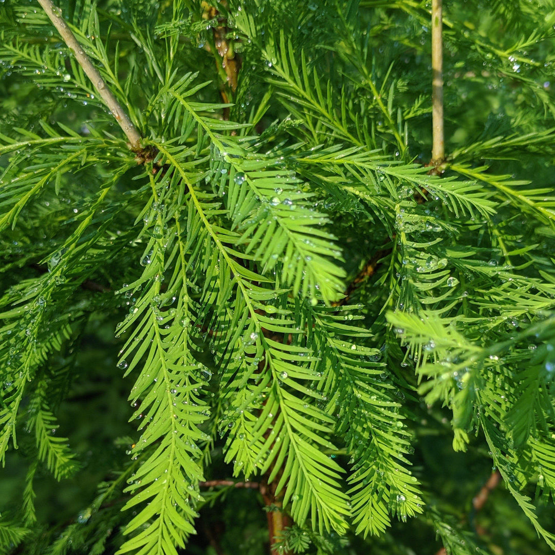 Taxodium distichum ~ Bald Cypress