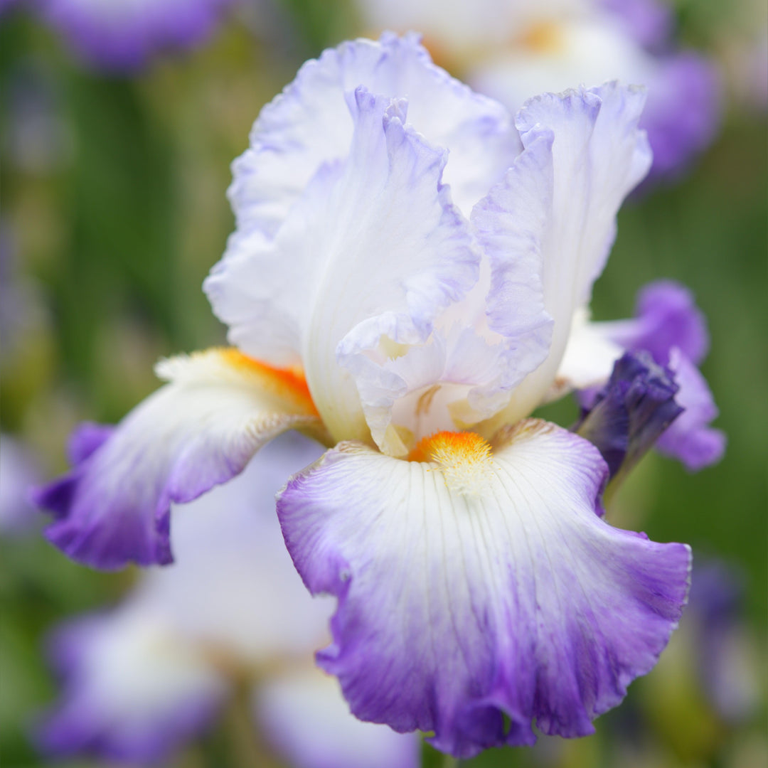 Iris germanica 'Starting Fresh' ~ Starting Fresh Bearded Iris