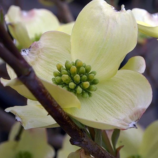 Cornus florida 'Princesa Cherokee' ~ Princesa Cherokee Dogwood 