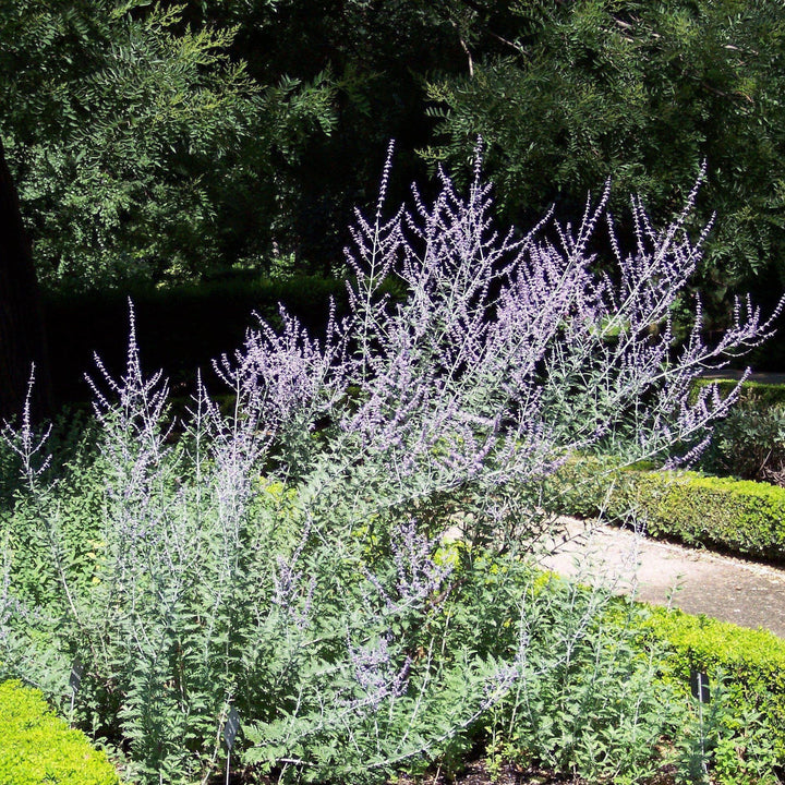 Perovskia atriplicifolia ~ Russian Sage