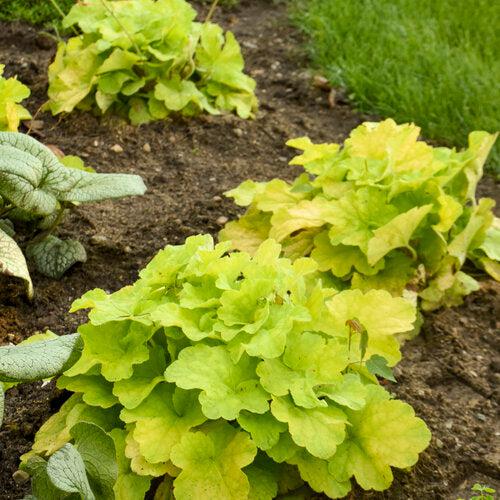 Heuchera 'Pistachio Ambrosia' ~ Primo® Pistachio Ambrosia Heuchera