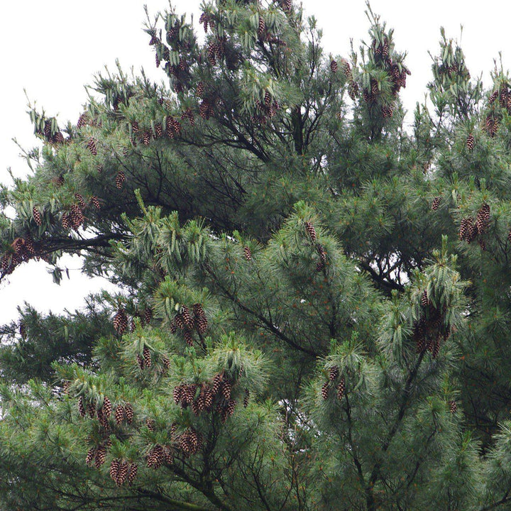 Pinus strobus ~ Pino blanco