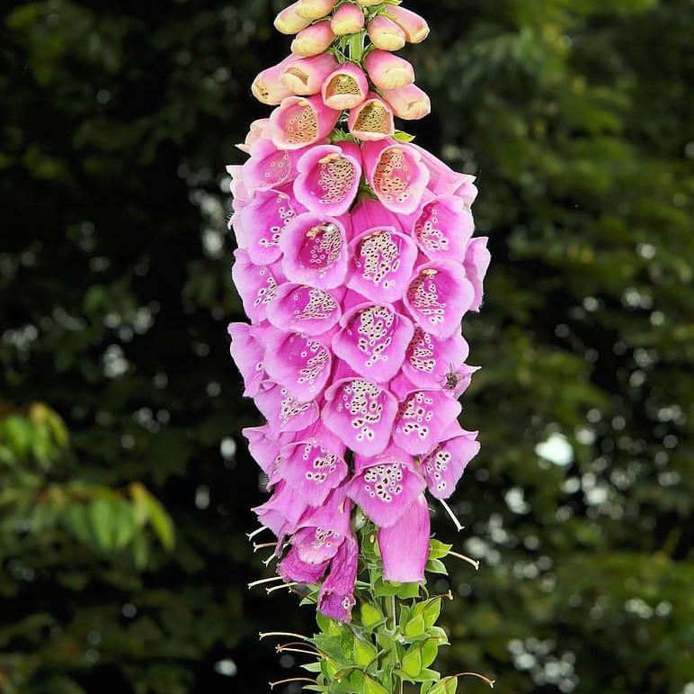 Digitalis purpurea 'Candy Mountain' ~ Candy Mountain Foxglove