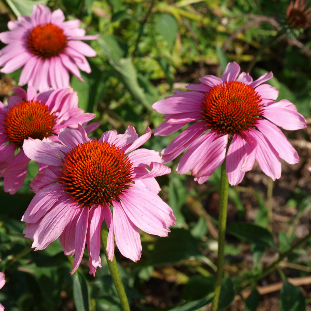 Echinacea purpurea 'Rubinstern' ~ Ruby Star Echinacea
