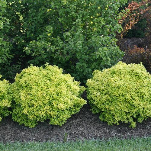 Berberis thunbergii 'Koren' USPP 24,818 ~ PW® Sunjoy® Citrus Agracejo